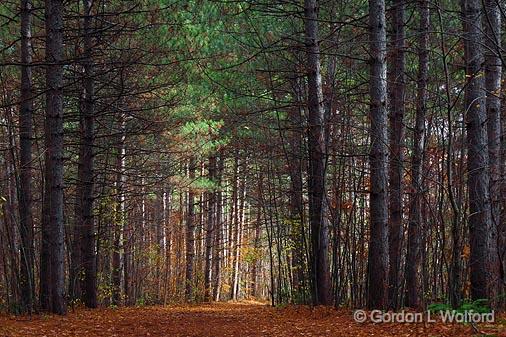 Pinhey Forest Trail 30_10117.jpg - Photographed in the Greenbelt at Ottawa, Ontario - the capital of Canada.